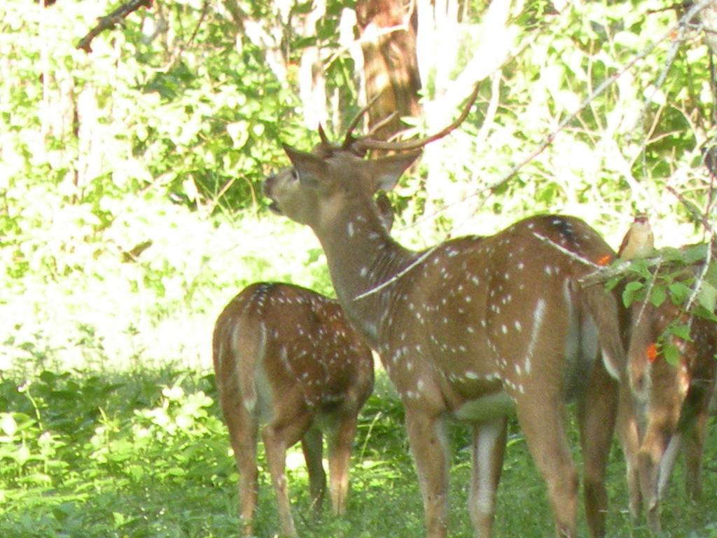 Tissa Resort Tissamaharama Buitenkant foto
